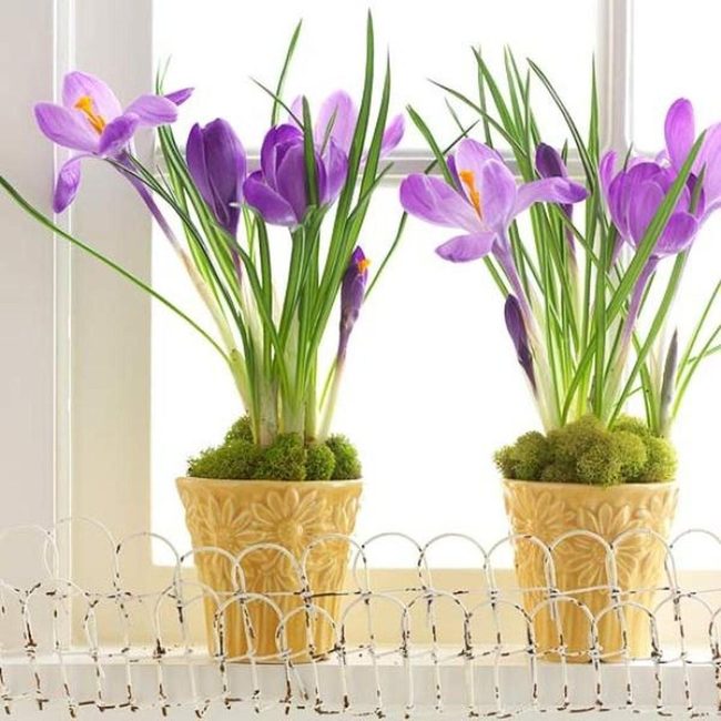 Purple Petals In Yellow Ceramic