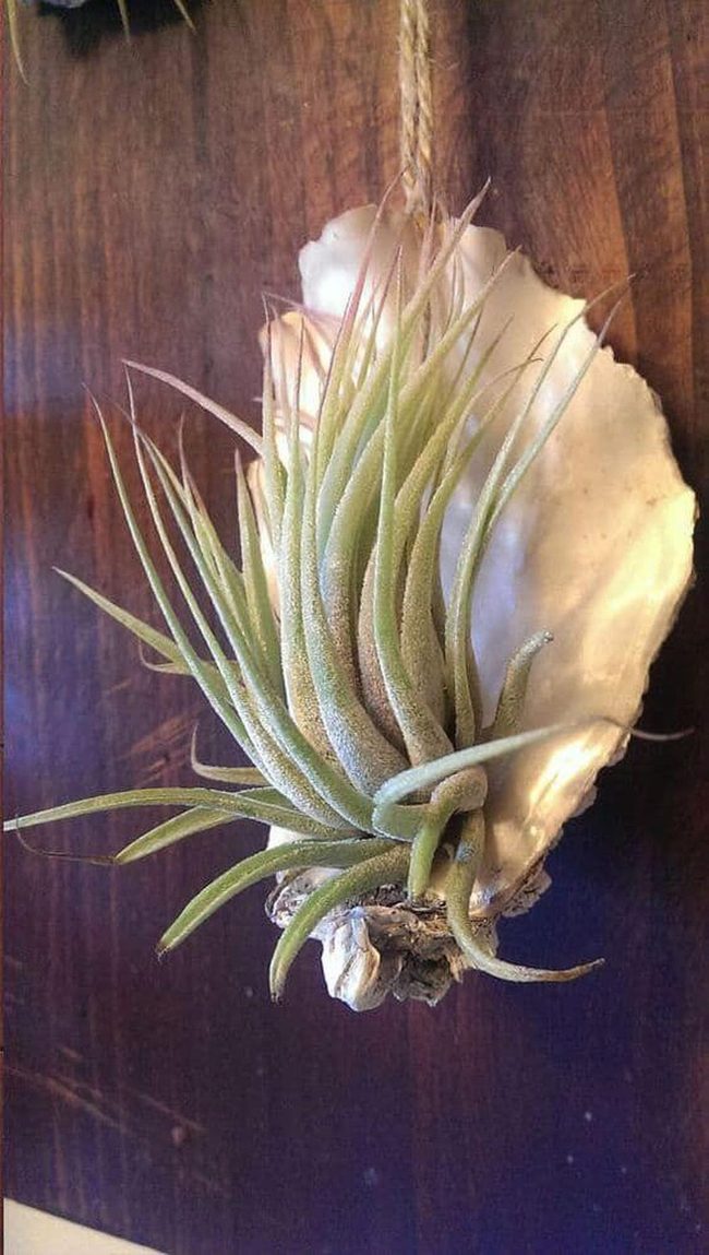Oyster Shell Air Plant Vessels