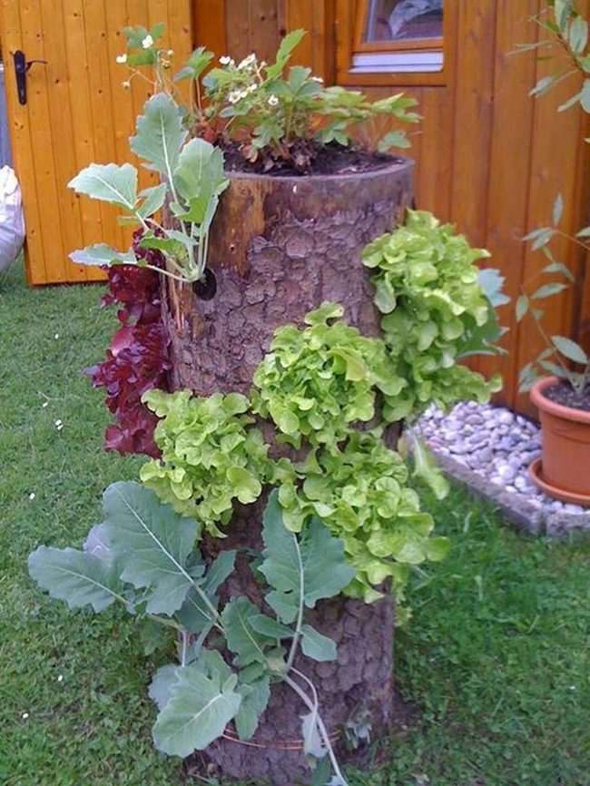 Red Greens Through Carved Bark
