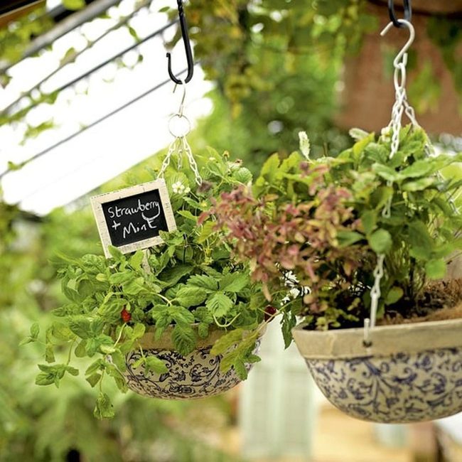 Blue Patterned Hanging Gardens