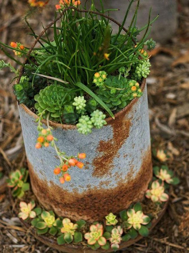 Aged Metal Planters With Succulents