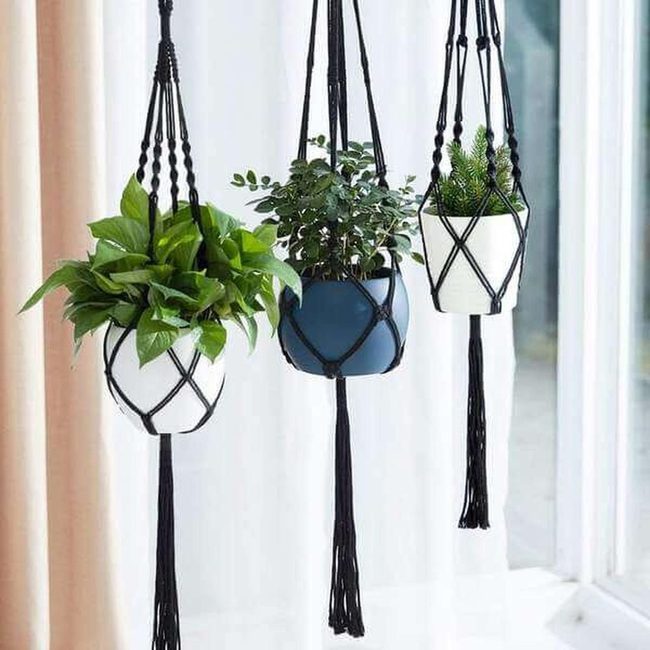 Black Knots, Green Living