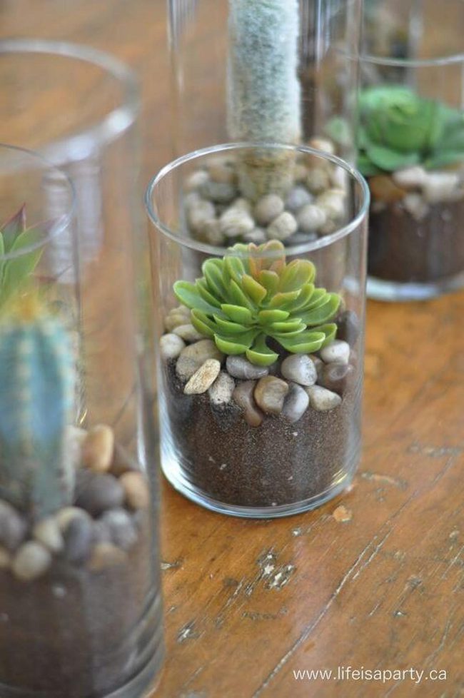 Miniature Terrariums Glass Gardens