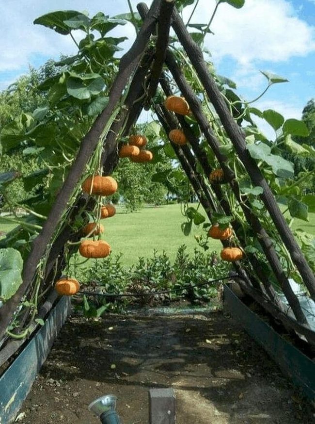 Pumpkin Vine Garden Arch