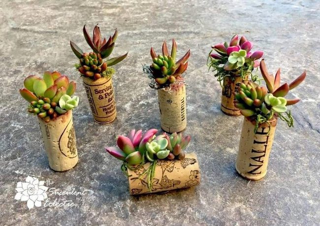 Cork Succulent Magnets