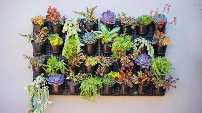 Living Green Wall Succulents