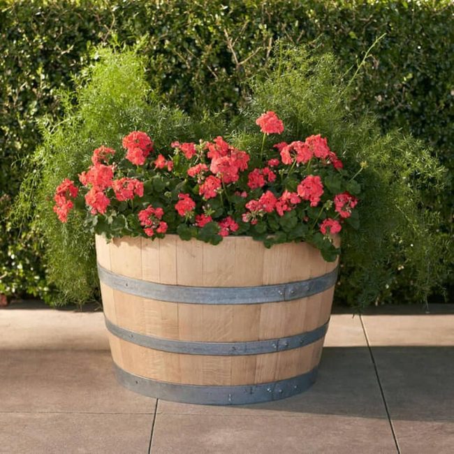 Geranium-Filled Barrels, Garden Structure