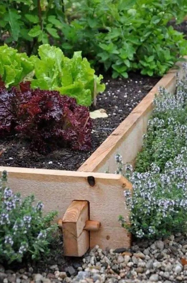 Deep Red Lettuce Garden Bed