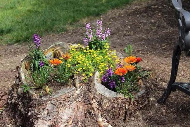 Hollowed Stump Wildflower Bed