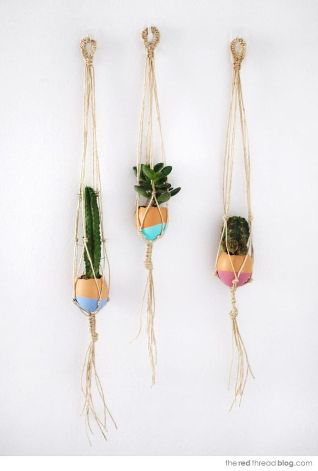 Pastel Succulents On Knotted Rope