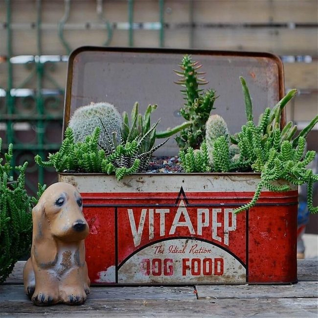 Vintage Tins, Living Succulents