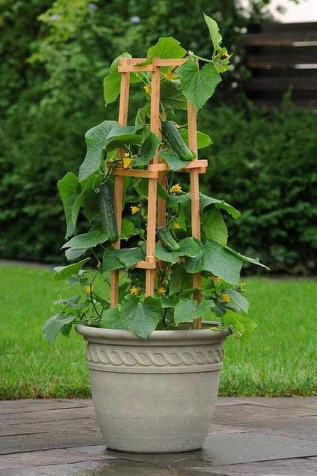 Bucket Cucumbers On Wooden Trellis