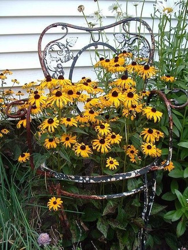 Rusty Iron Chair, Golden Flowers