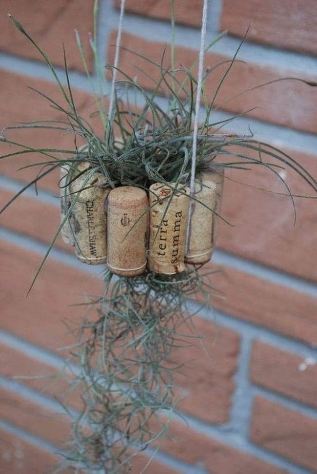 Cork Air Plant Hangers