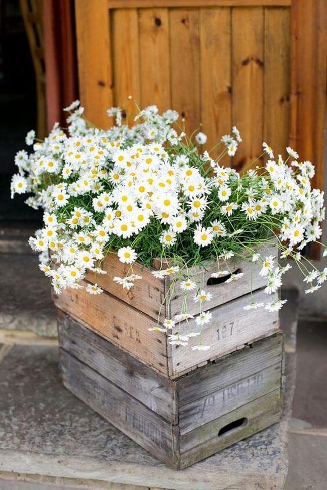White Daisies In Wooden Crates