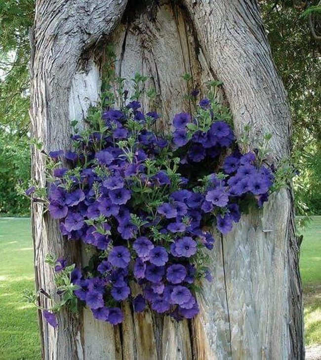 Purple Petunias Through Weathered Log