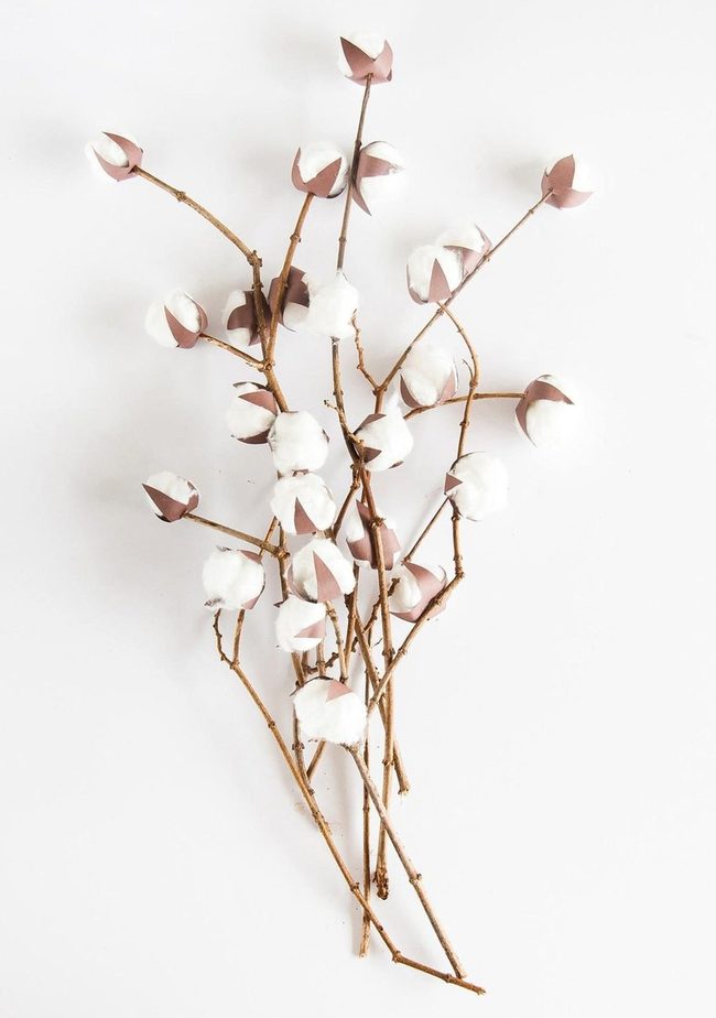 White Cotton Stems