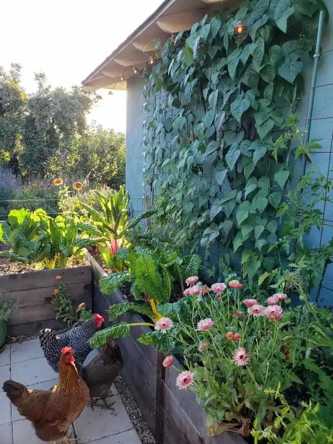 Metal Frame Climbing Garden