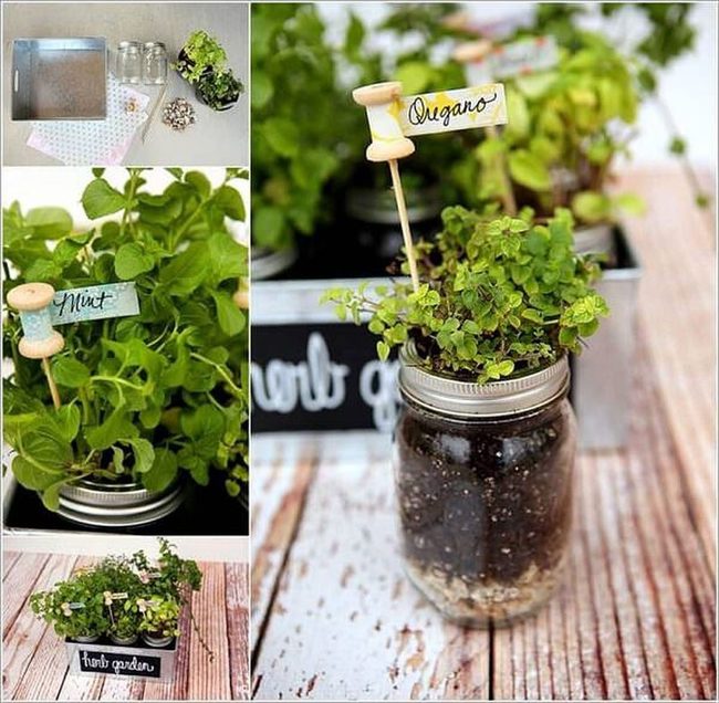 Transparent Glass Herb Garden