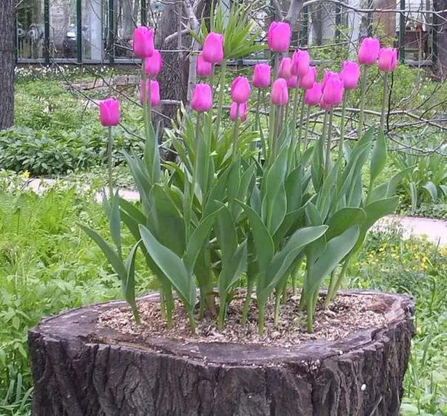 Tulip Stumps Spring Garden