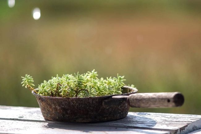 Cast Iron Succulent Planter