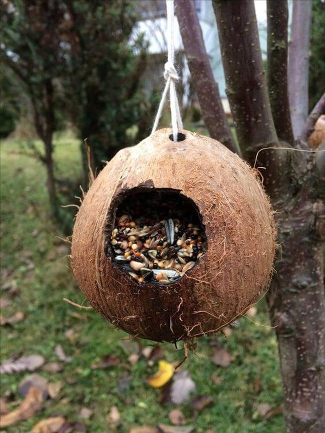 Coconut Shell Bird Haven