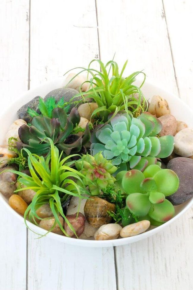 Colorful Succulents In Stone