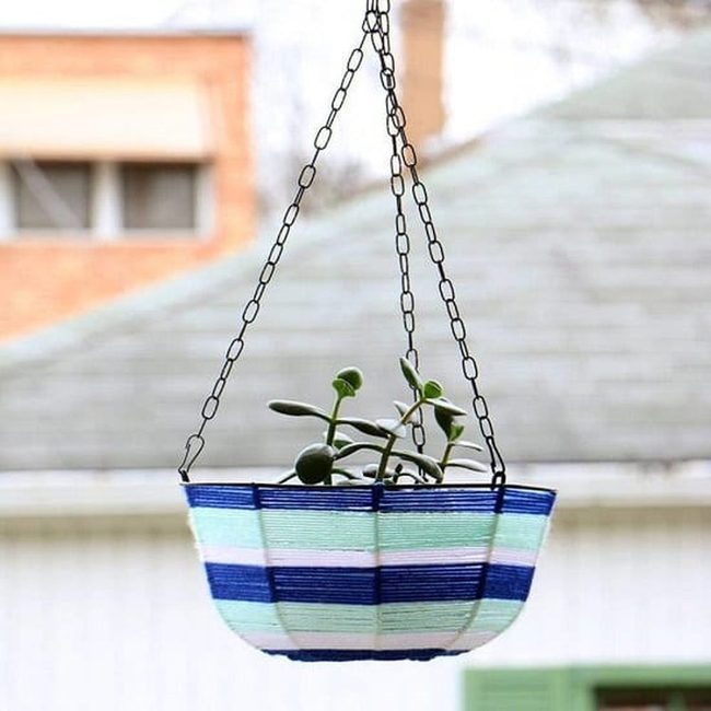 Pothos In Budget Planters