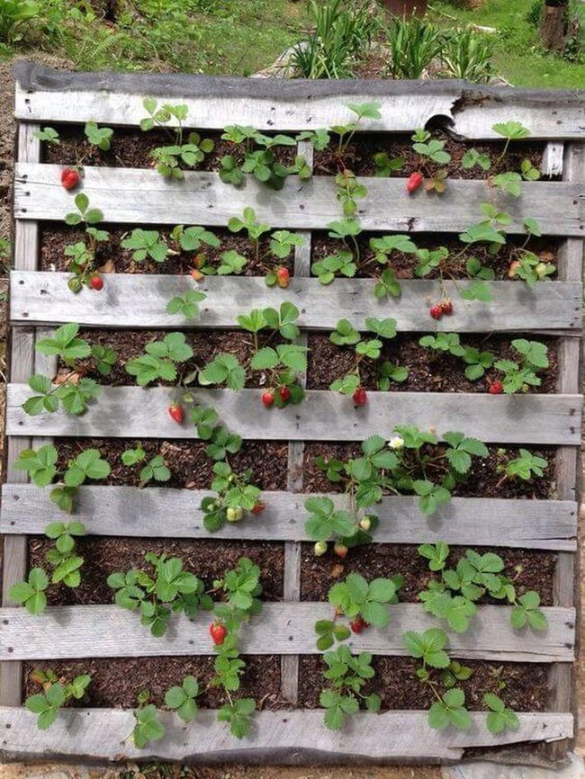 Scarlet Berries On Weathered Wood