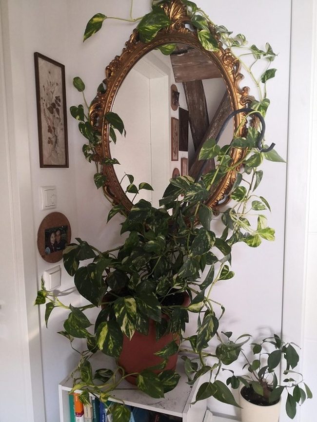 Emerald Vines Mirror Frame
