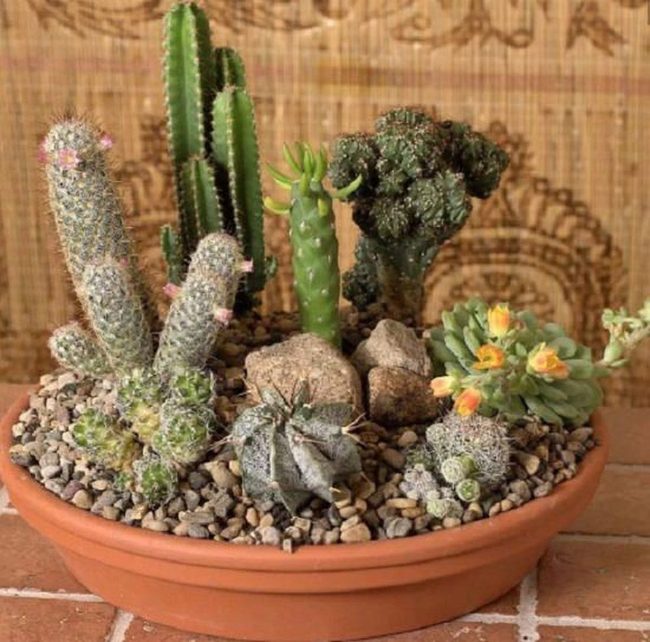 Spiky Succulents, Sandy Terrain