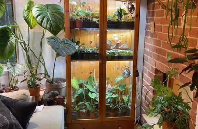 Wooden Glass Plant Cabinets
