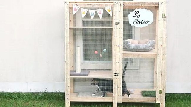 Ikea Shelves, Climbing Cats
