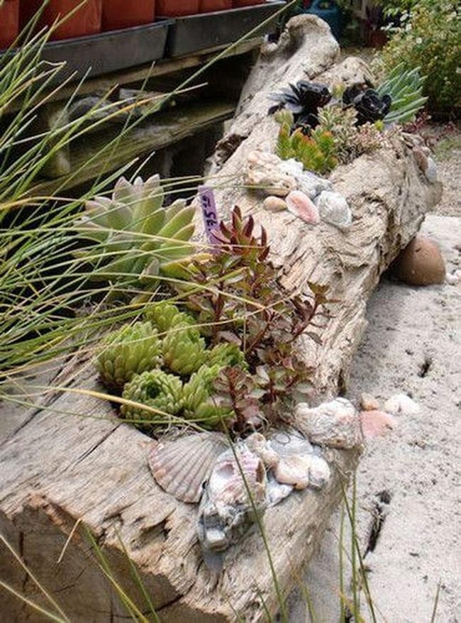 Weathered Log Succulent Planter
