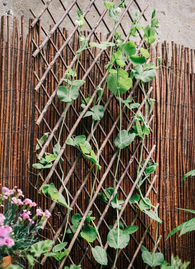 Chevron Branch Trellis Garden