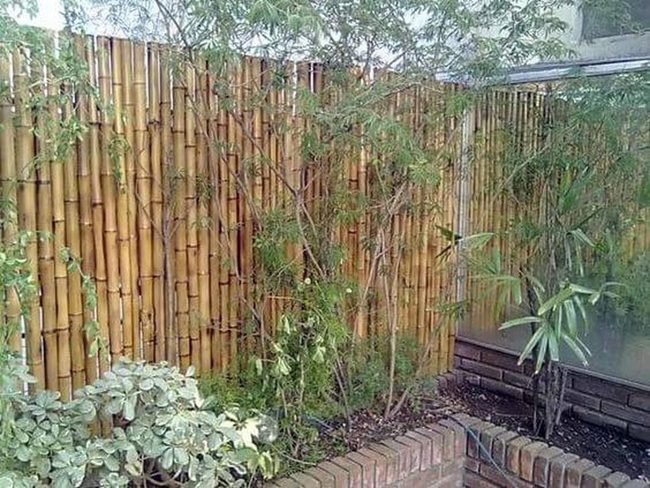 Tall Bamboo Garden Privacy