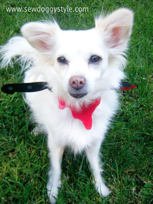 White Pup Red Bandana Mystery