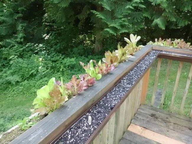Railing Herb Garden Fresh Greens