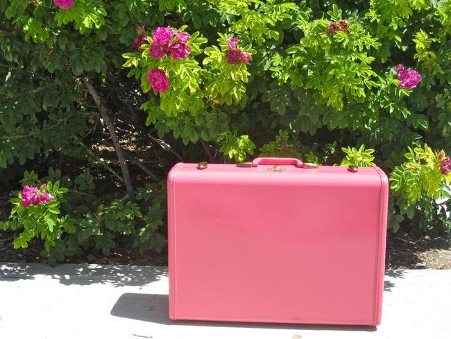 Pink Suitcase, Green Garden Shadows