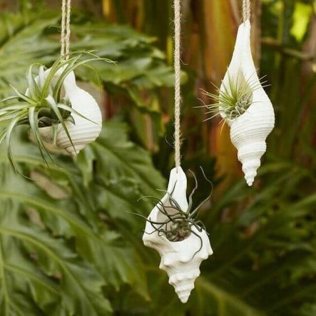 Seashell Succulent Hanging Garden