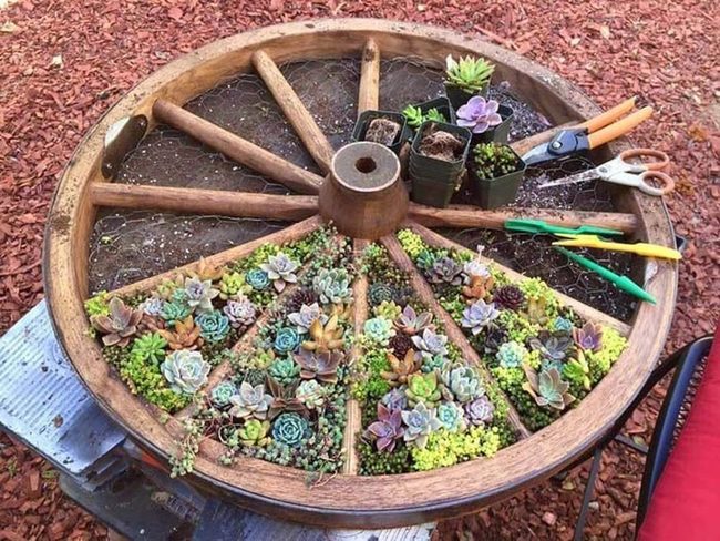 Wagon Wheel Succulent Garden