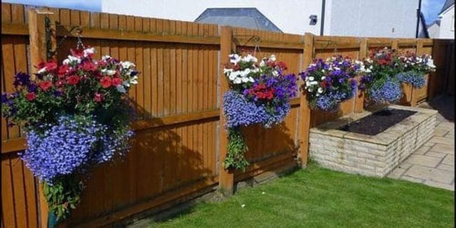Cascading Petunias Transform Bare Fences