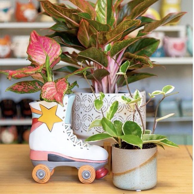 Variegated Plants In Vintage Roller Skates