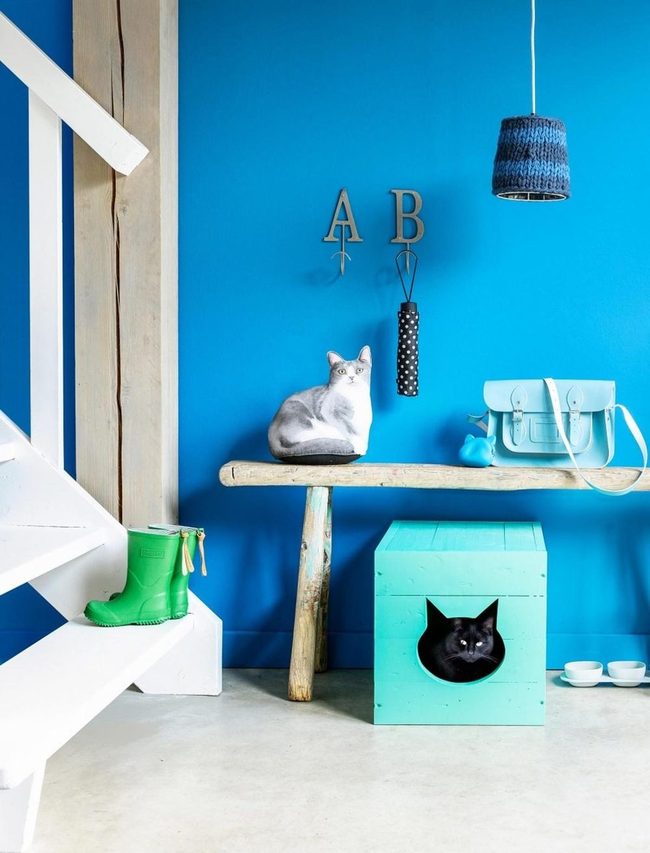 Bold Blue Cat Haven