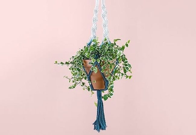 Knotted Cotton Plant Cradles