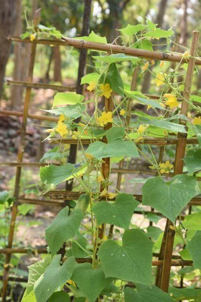 Bamboo Trellis Climbing Greens
