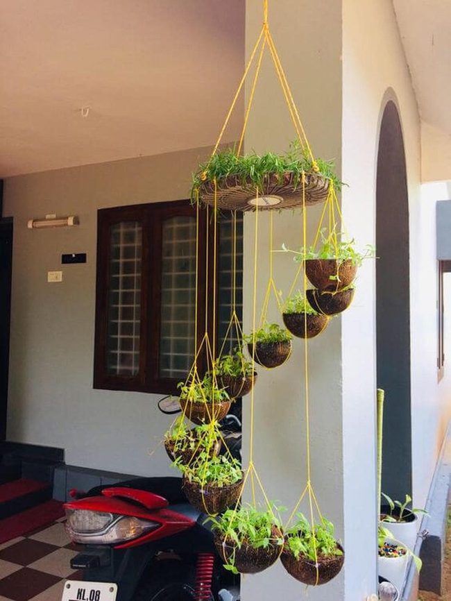 Cascading Greens In Coconut Shells