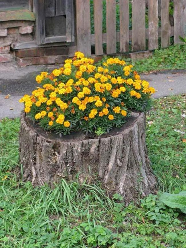 Yellow Marigolds In Weathered Wood