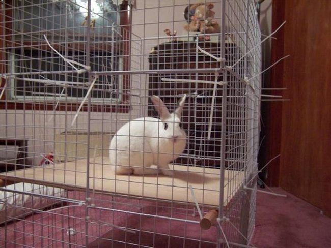 White Rabbit Multilevel Wire Cage