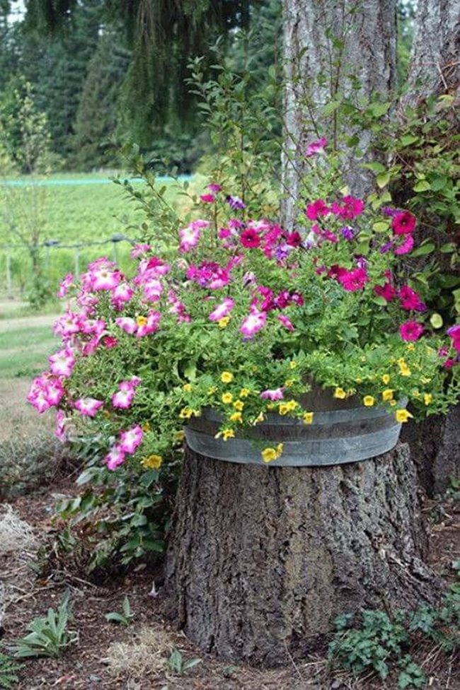 Hollowed Stump Bursting Blooms